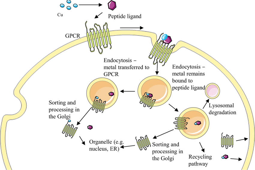 image | | | BioGenix Peptides™