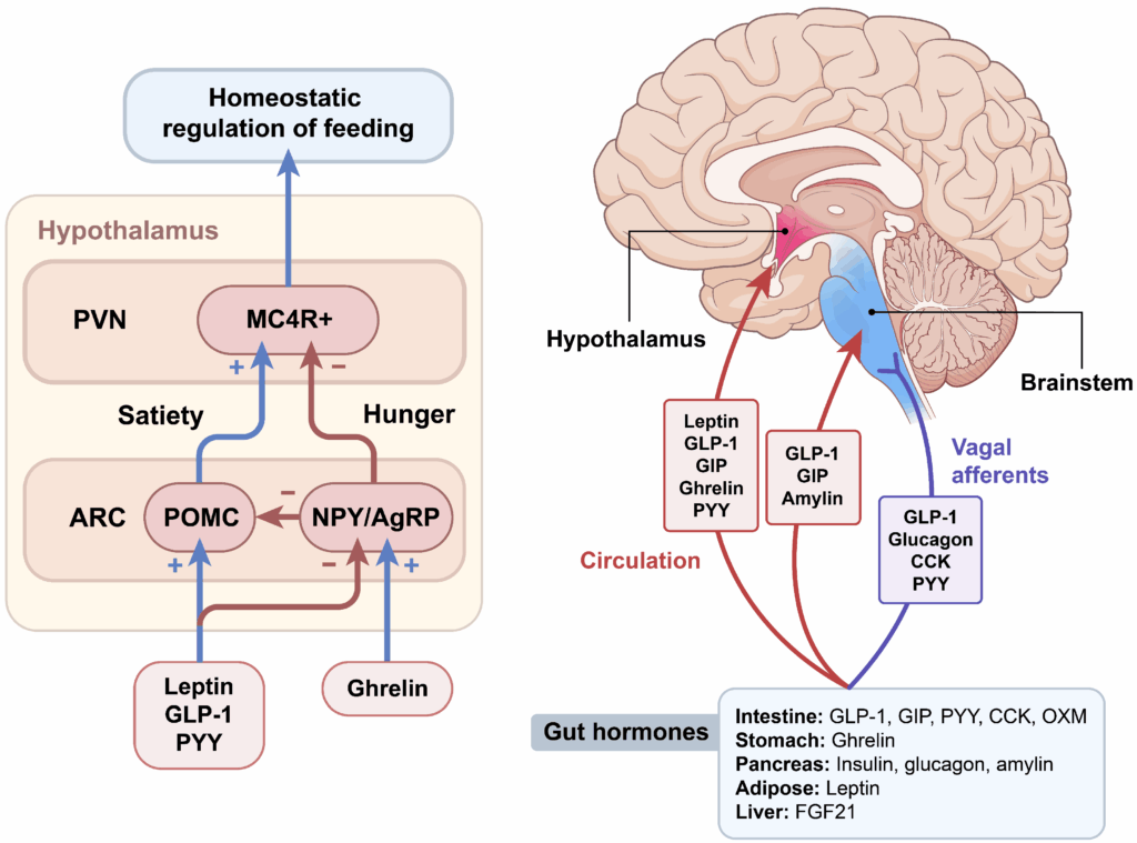 image | | | BioGenix Peptides™