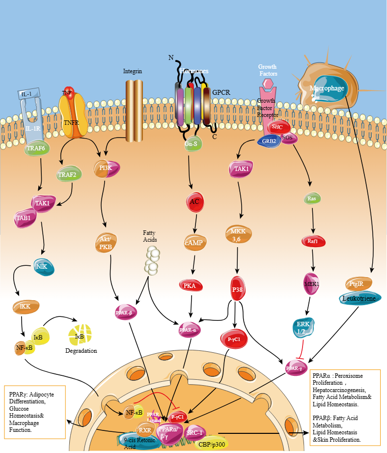 image | | | BioGenix Peptides™