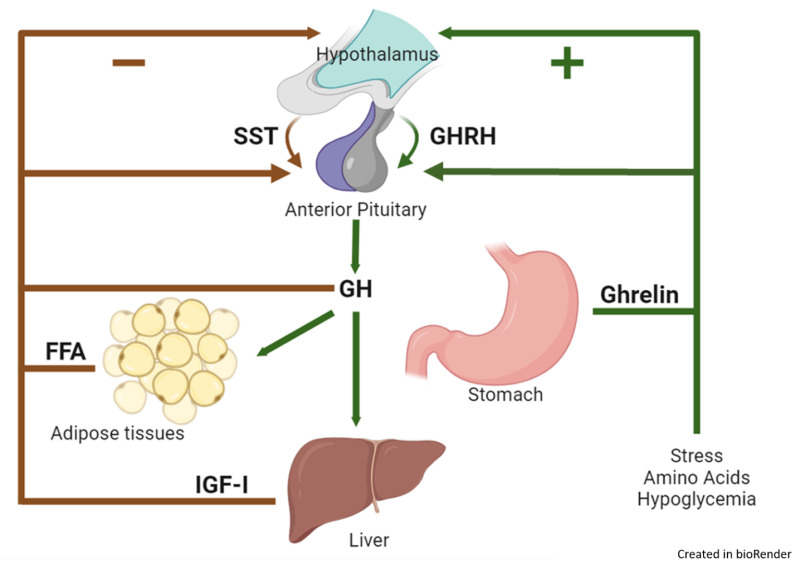 HGH Secretagogues: The Most Misunderstood Pathway to Growth Hormone Optimization