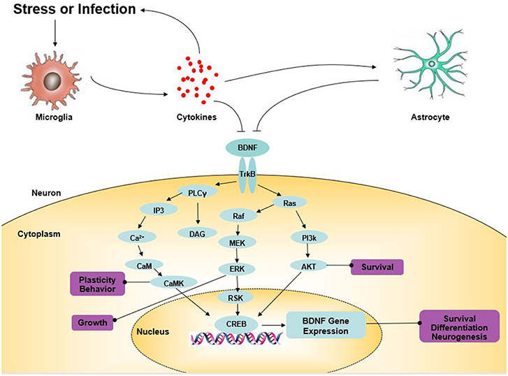 image | | | BioGenix Peptides™