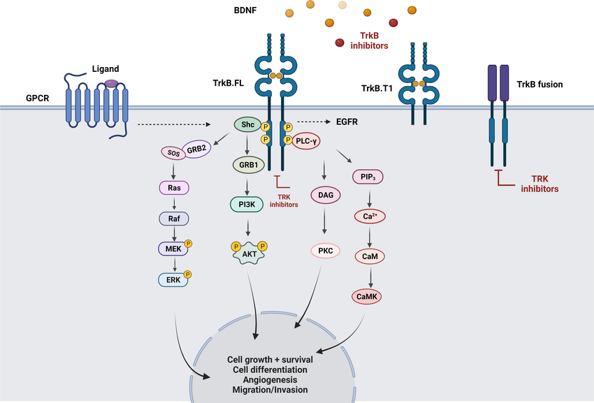 image | | | BioGenix Peptides™